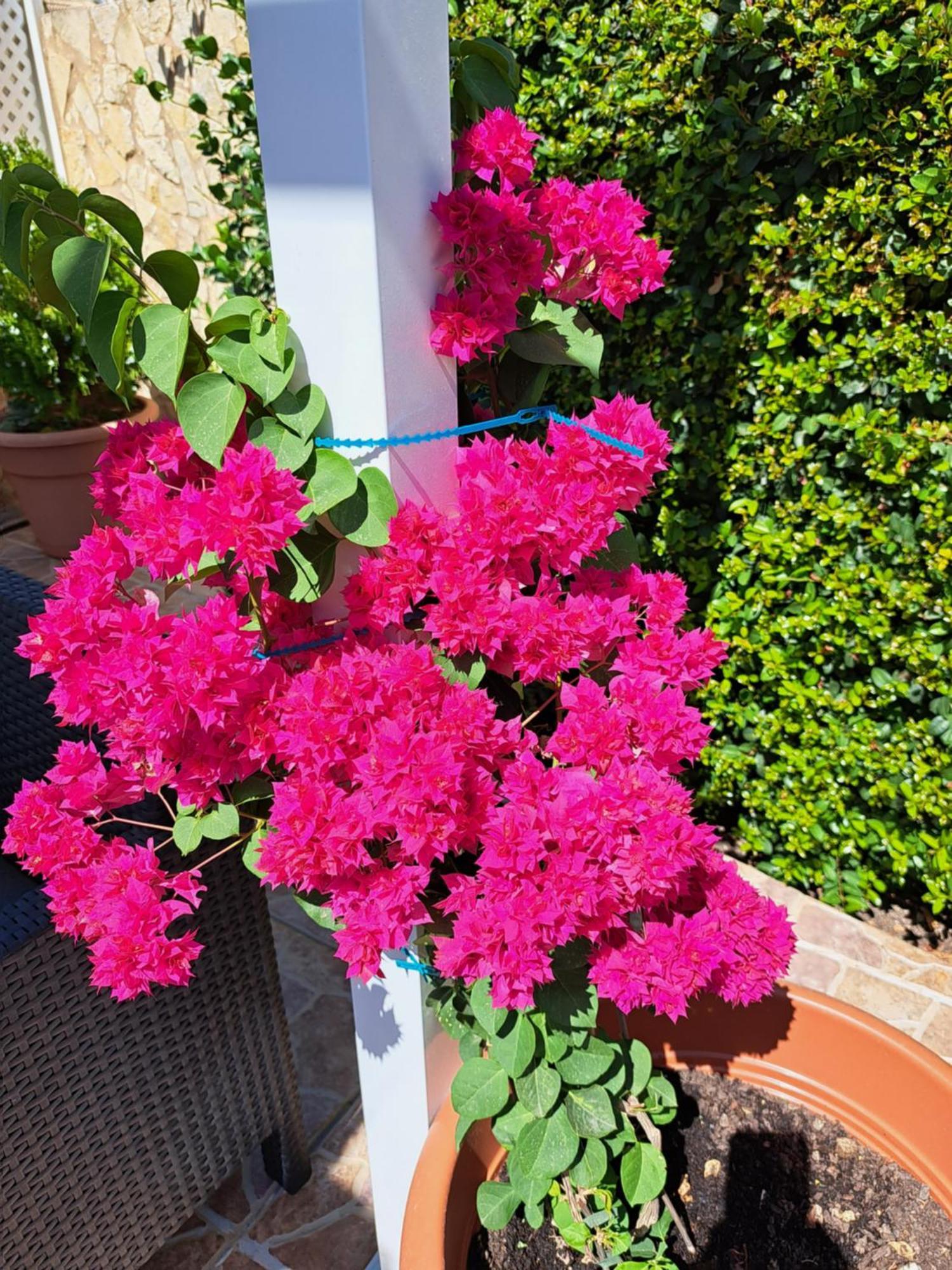 Villa Mariamar Albufeira Bagian luar foto
