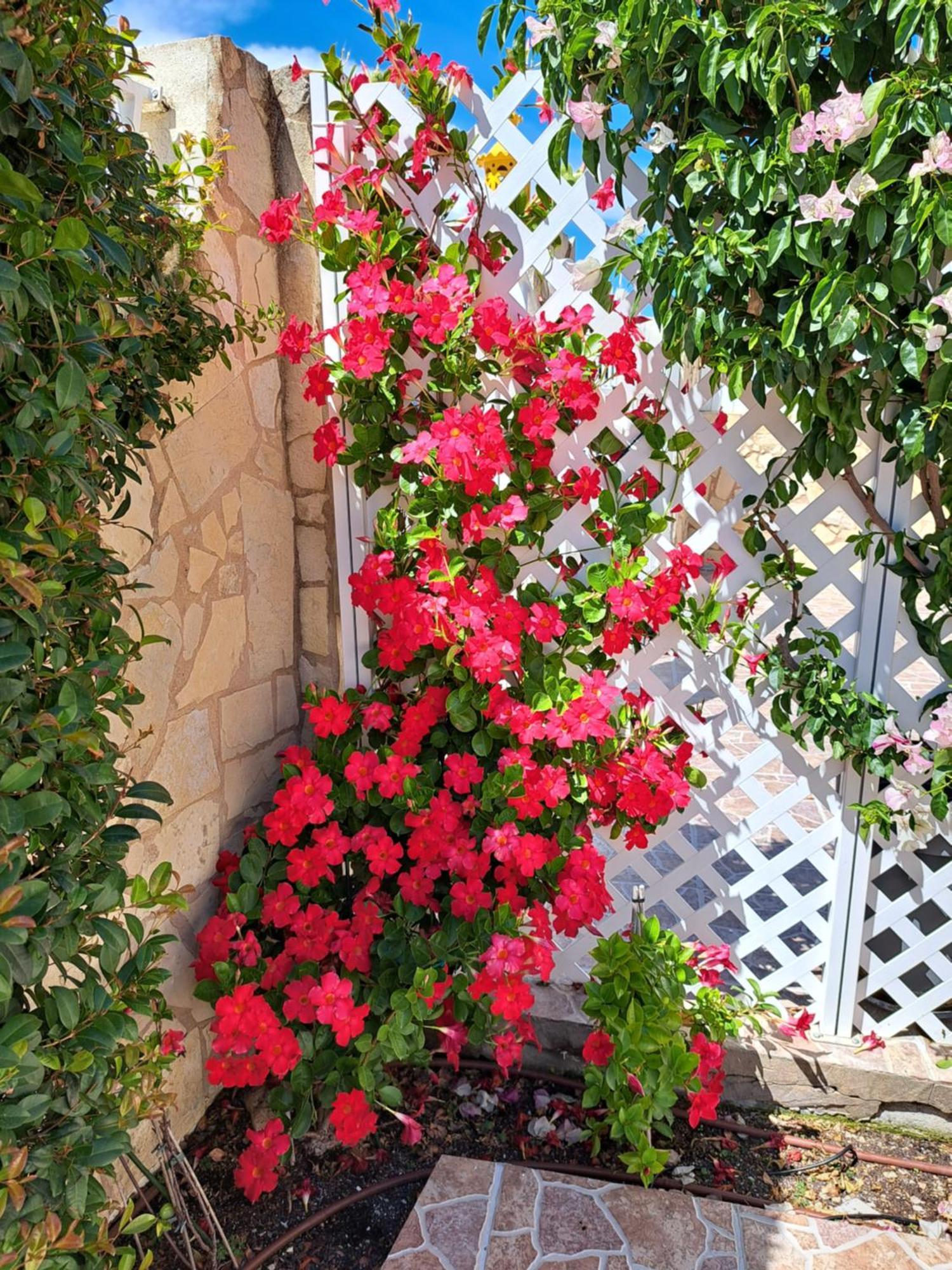 Villa Mariamar Albufeira Bagian luar foto